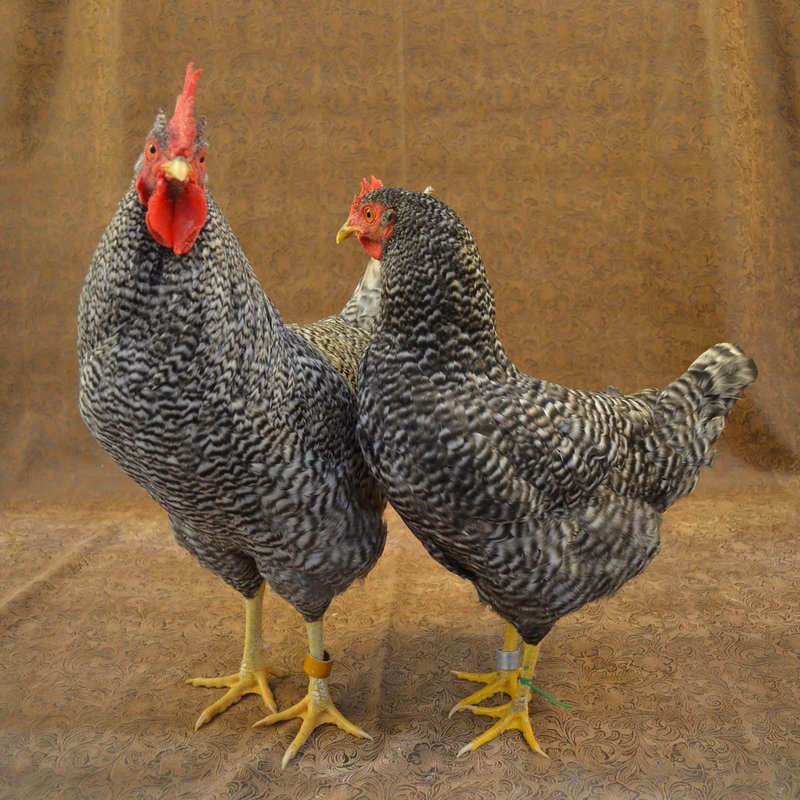 Chicken road spel, chicken road gokspel