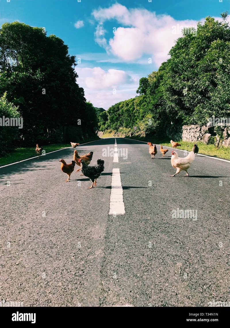 Découvrez le Route du Poulet : Un Jeu de Casino Excitant en Ligne à France